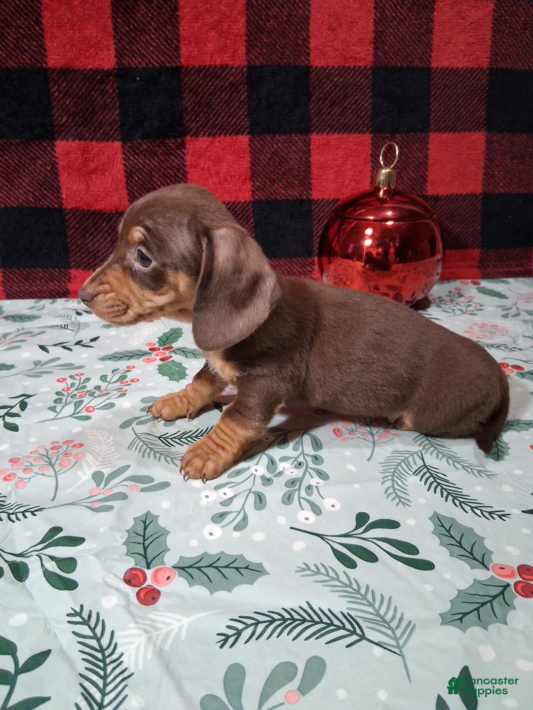 Miniature Dachshund dogs for sale: Sweetheart - Ad 5