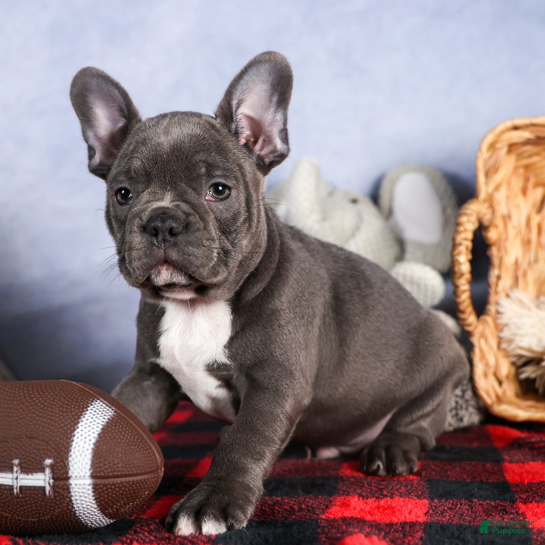 Frenchton dogs for sale: NOAH - Ad 2