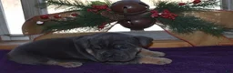 Olde English Bulldogge dogs for sale: Olde English Bulldogge Milo - Ad 5