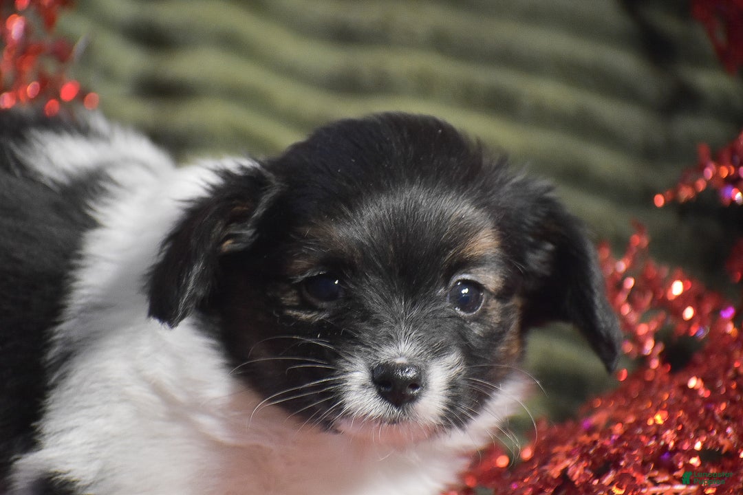 Papillon dogs for sale: Becky - Ad 5