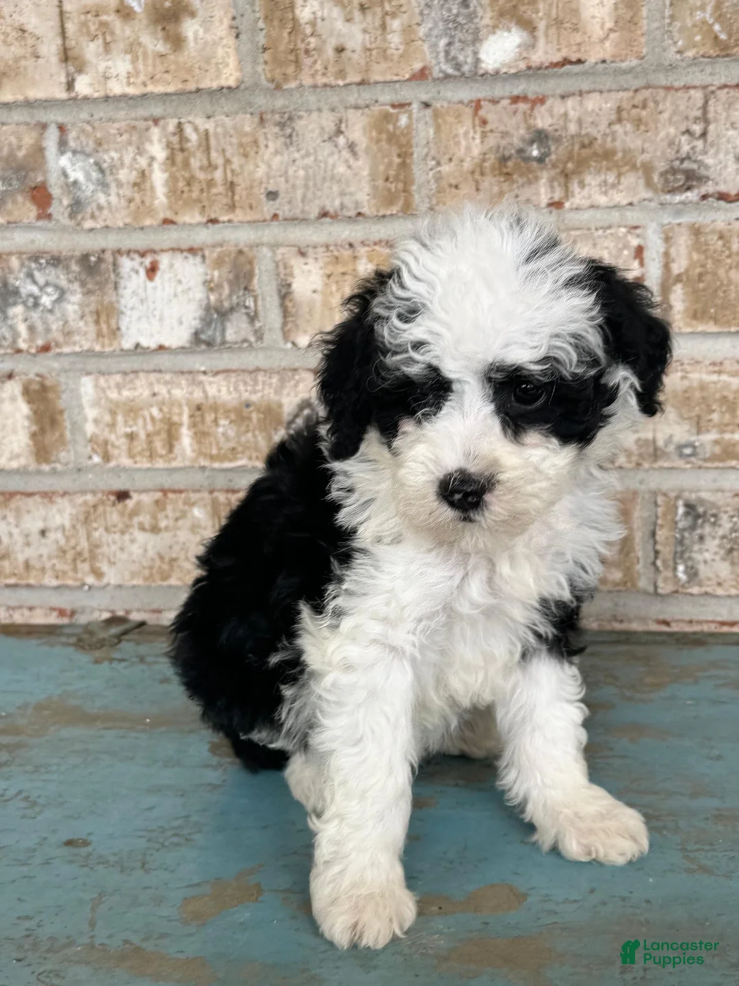 Mixed Breed dogs for sale: S'mores - Ad 5