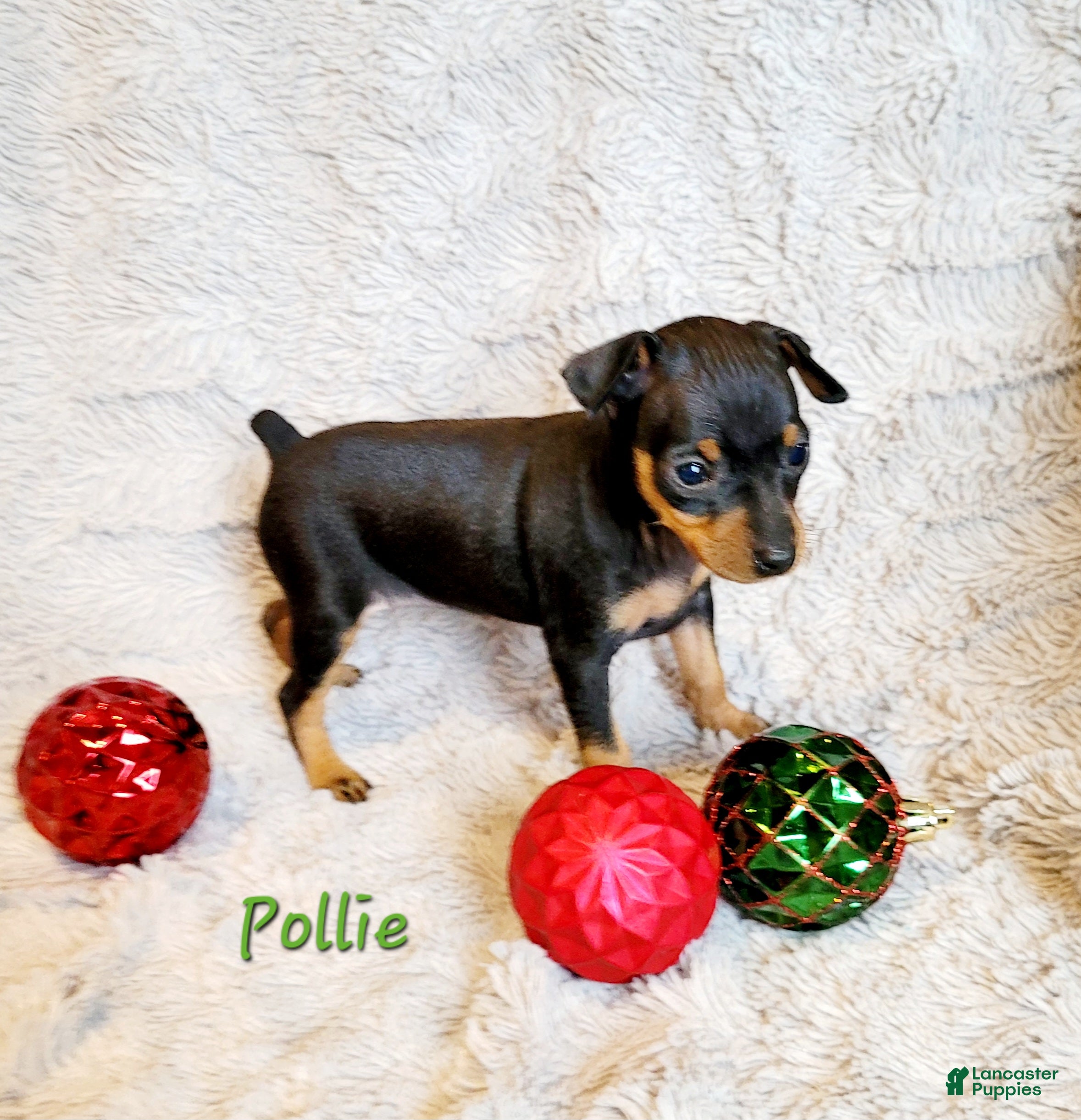 Miniature Pinscher dogs Pollie  - Ad 37