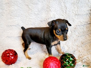 Miniature Pinscher dogs Pollie - Ad 37