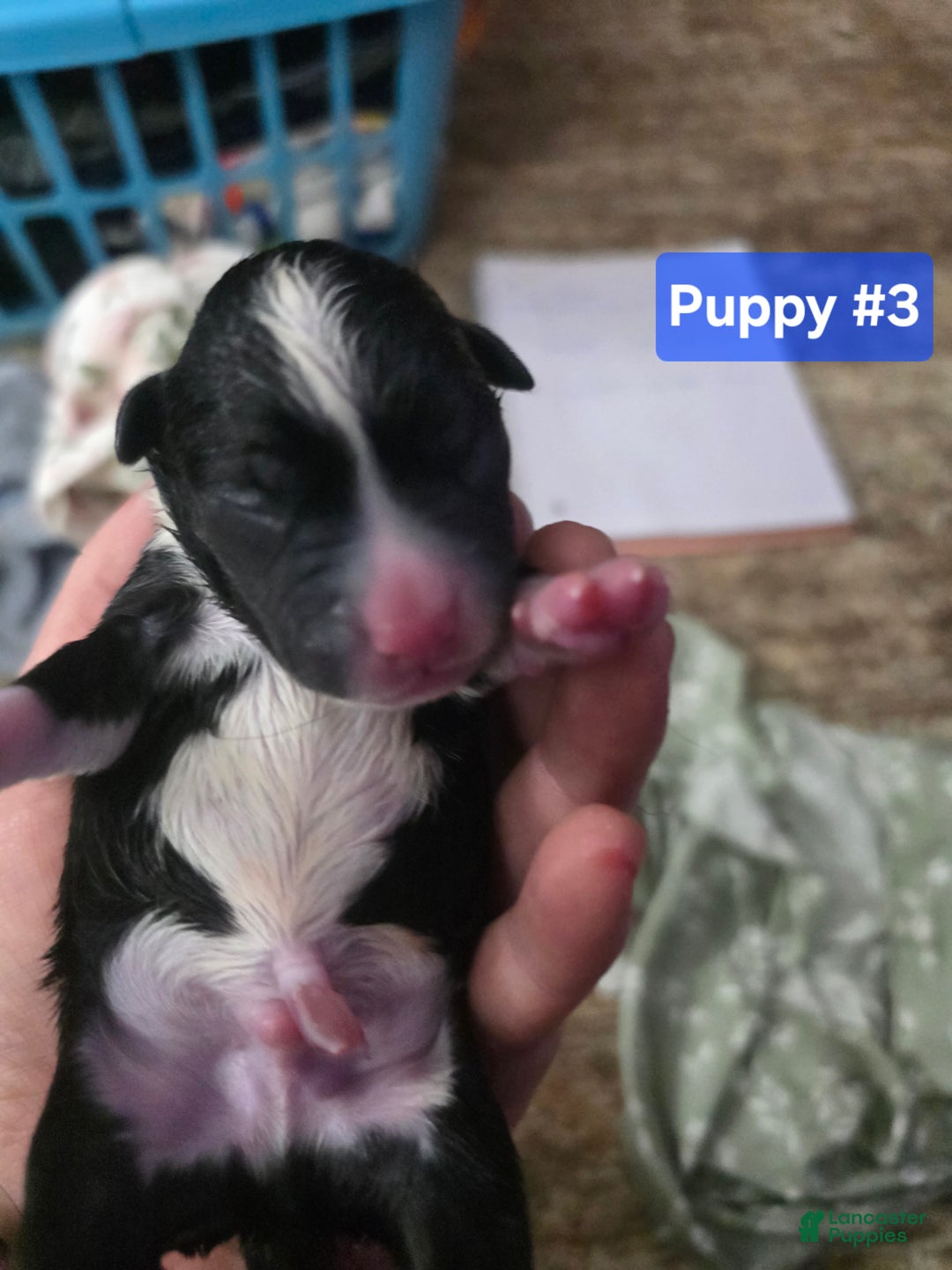 Mixed Breed dogs for sale: Blue - Ad 4