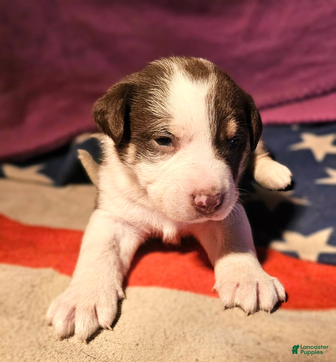 Border Collie dogs for sale: CeeCee - Ad 6