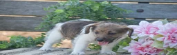 Jackapoo dogs for sale: Elora - Ad 4