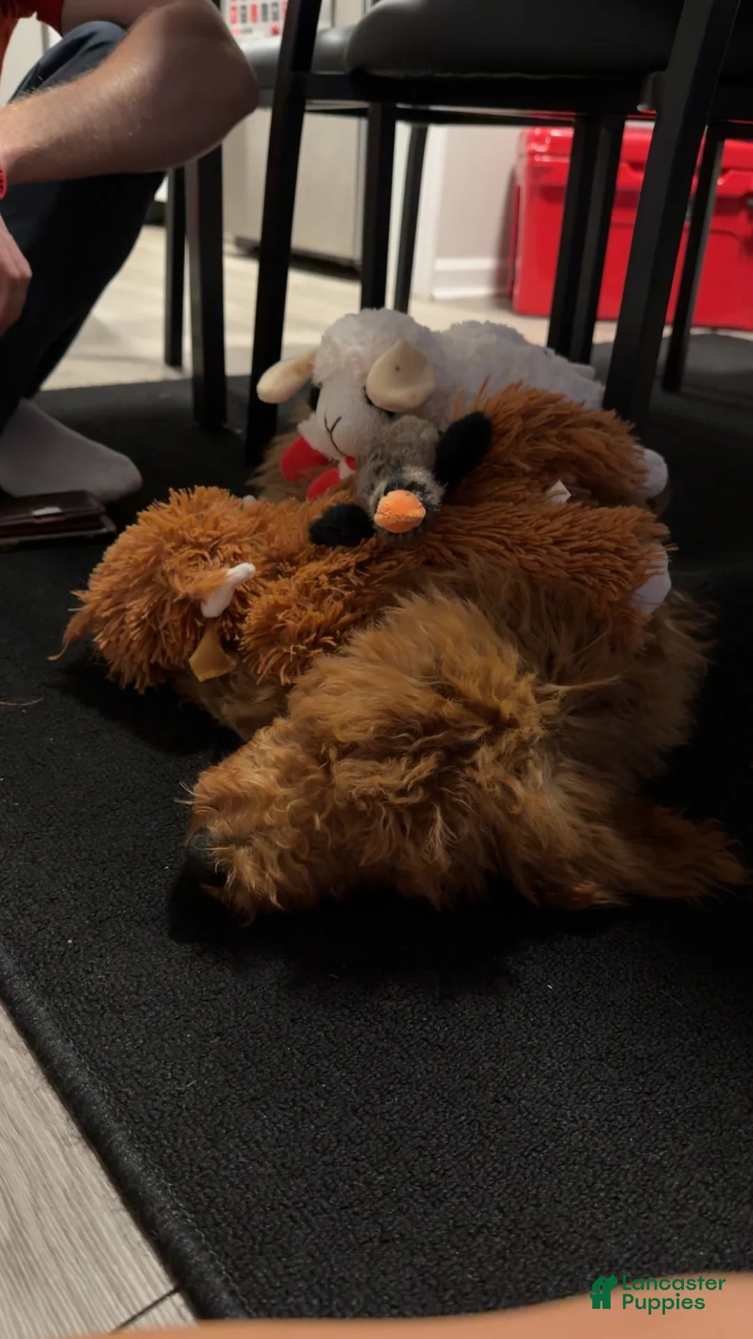 Goldendoodle dogs for sale: Goldendoodle 1 - Ad 2