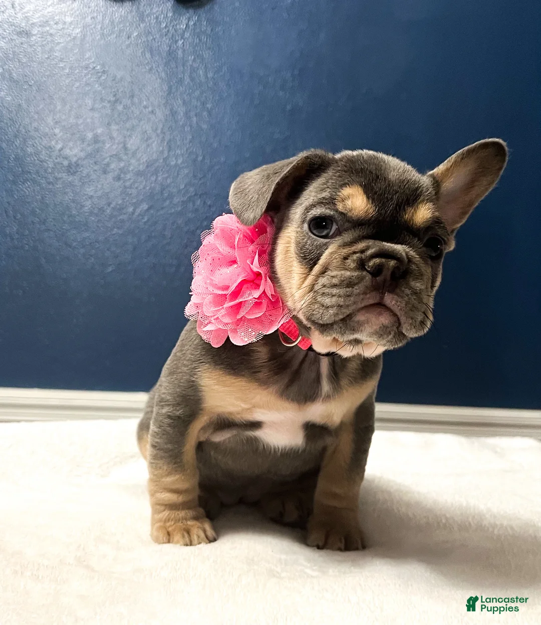 French Bulldog dogs for sale: Pandora - Ad 4