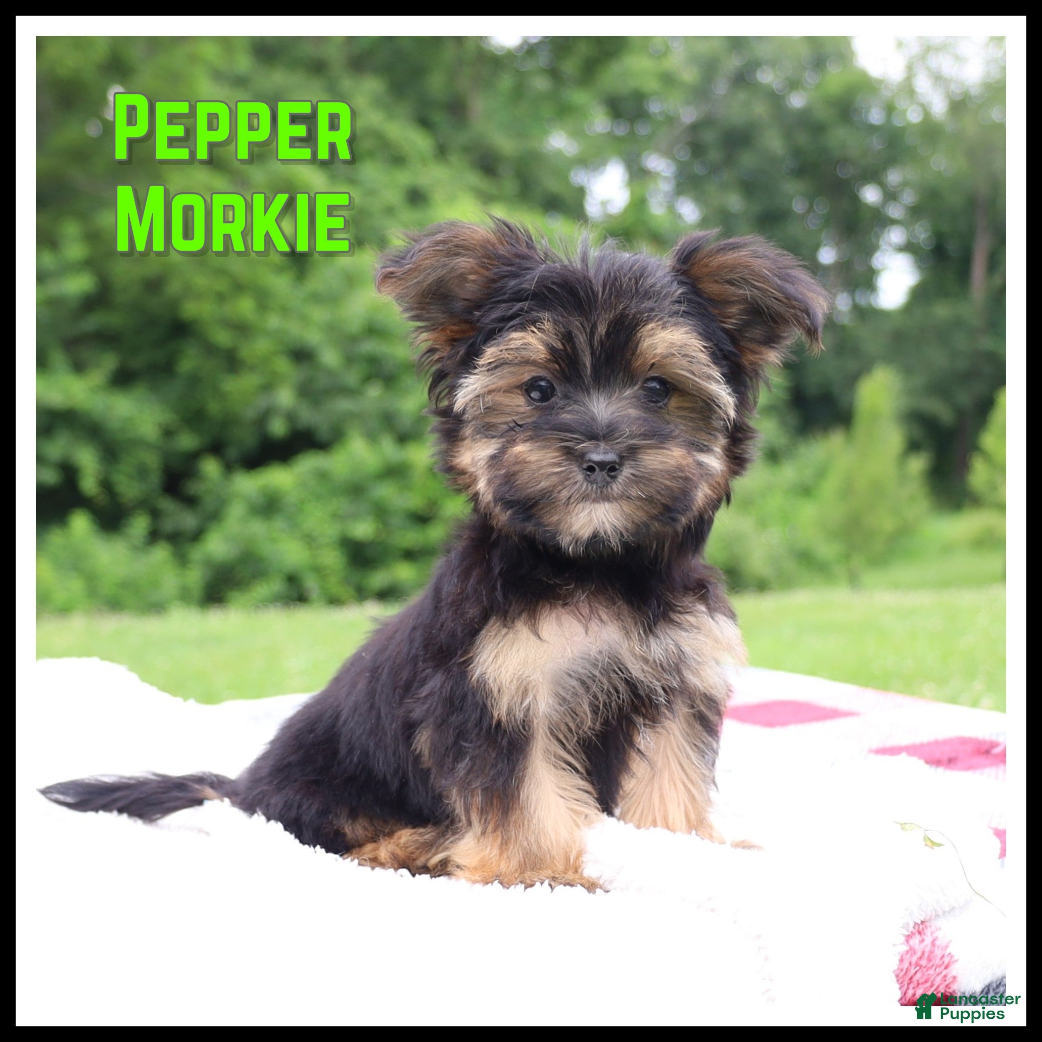 Morkie dogs Pepper - Ad 1