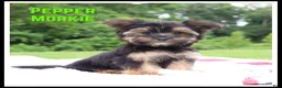 Morkie dogs for sale: Pepper - Ad 1
