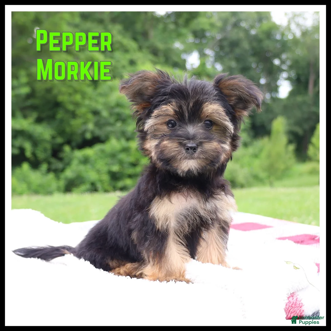 Morkie dogs for sale: Pepper - Ad 1