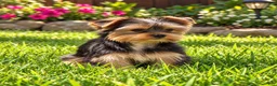 Yorkshire Terrier dogs for sale: Angel - Ad 1