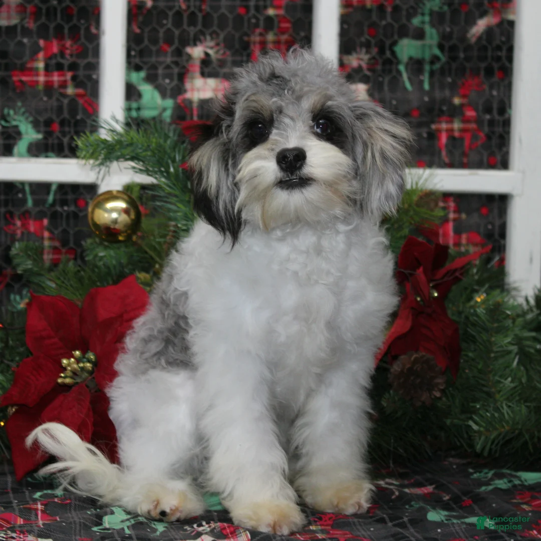 Cavapoo dogs for sale: Baxley - Ad 2