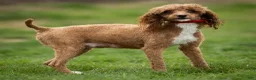 Toy Poodle dogs for sale: George Toy Poodle  - Ad 5