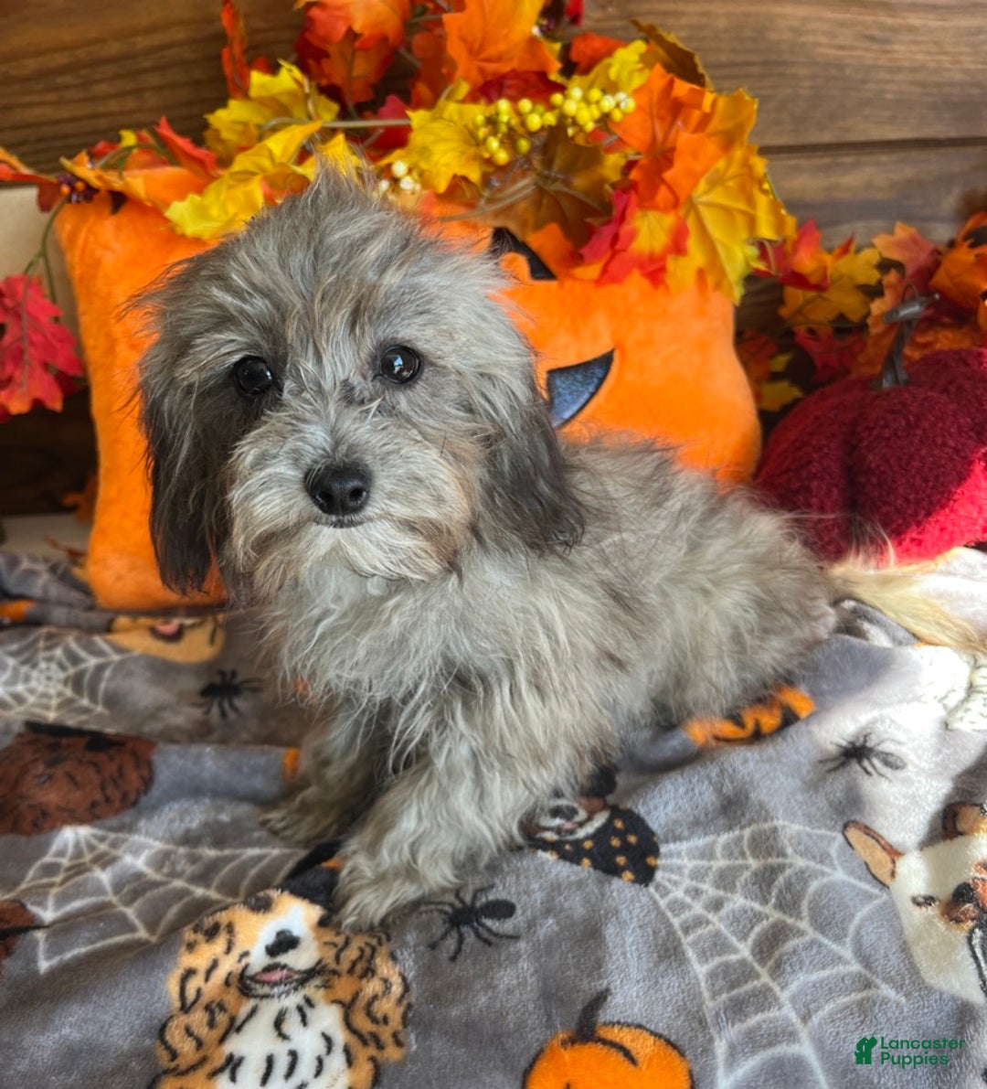 Maltipoo dogs for sale: Frosty - Ad 4