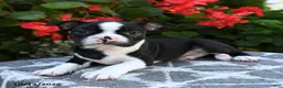 Boston Terrier dogs for sale: Yaro - Ad 3