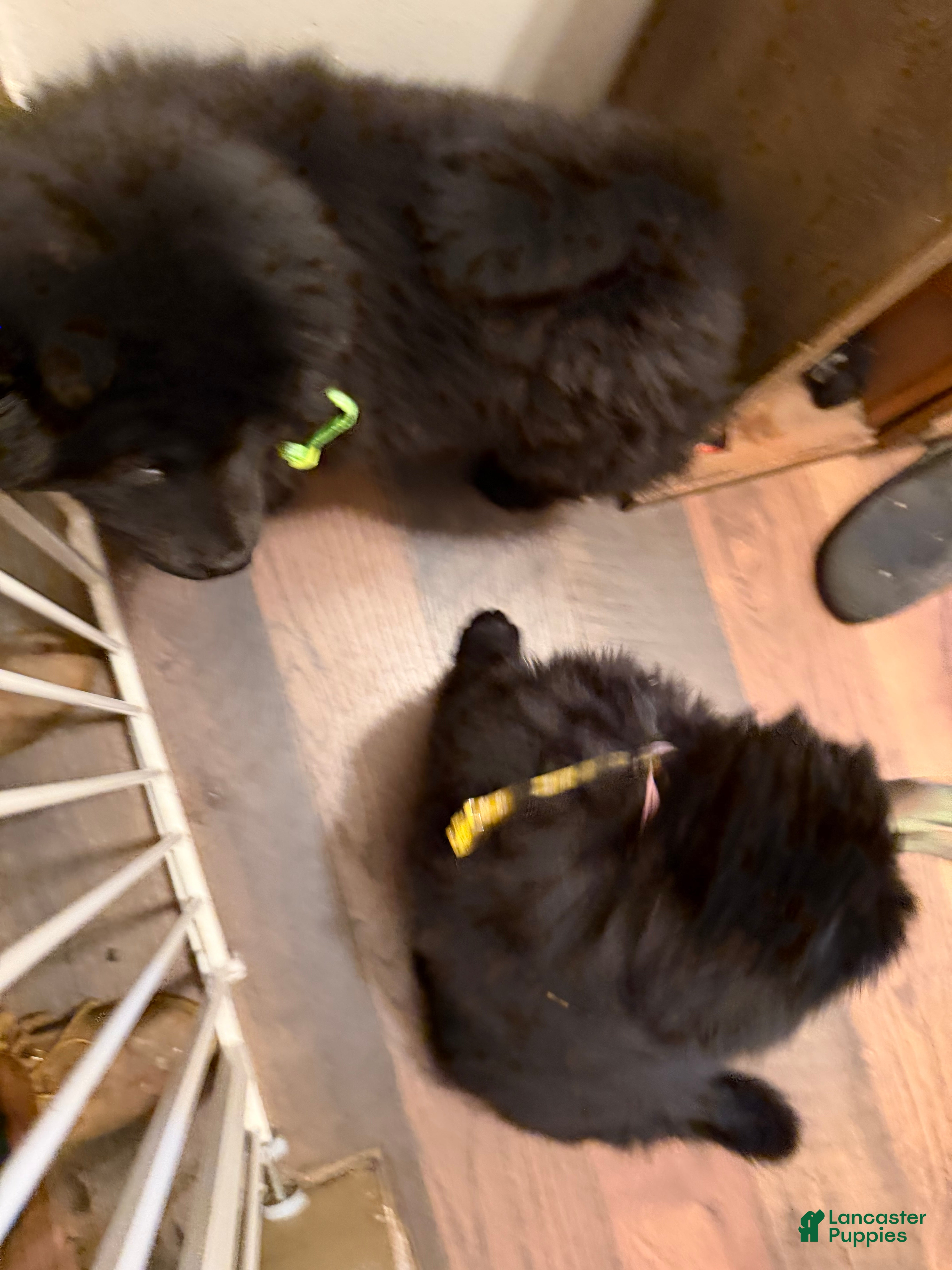 Chow Chow dogs Chow Chow Puppy 2 - Ad 2