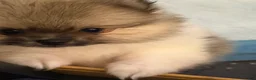 Pomeranian dogs for sale: Mezi - Ad 4
