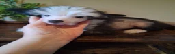 Chinese Crested dogs for sale: Blaze - Ad 5