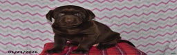 Labrador Retriever dogs for sale: Hailey - Ad 3