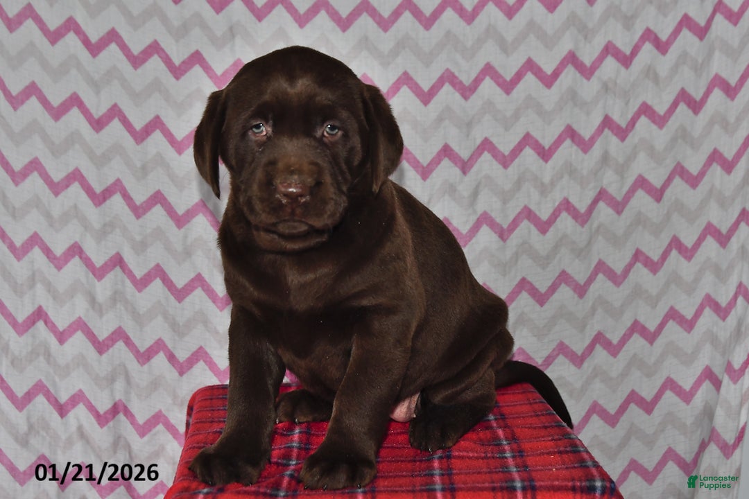 Labrador Retriever dogs for sale: Hailey - Ad 3