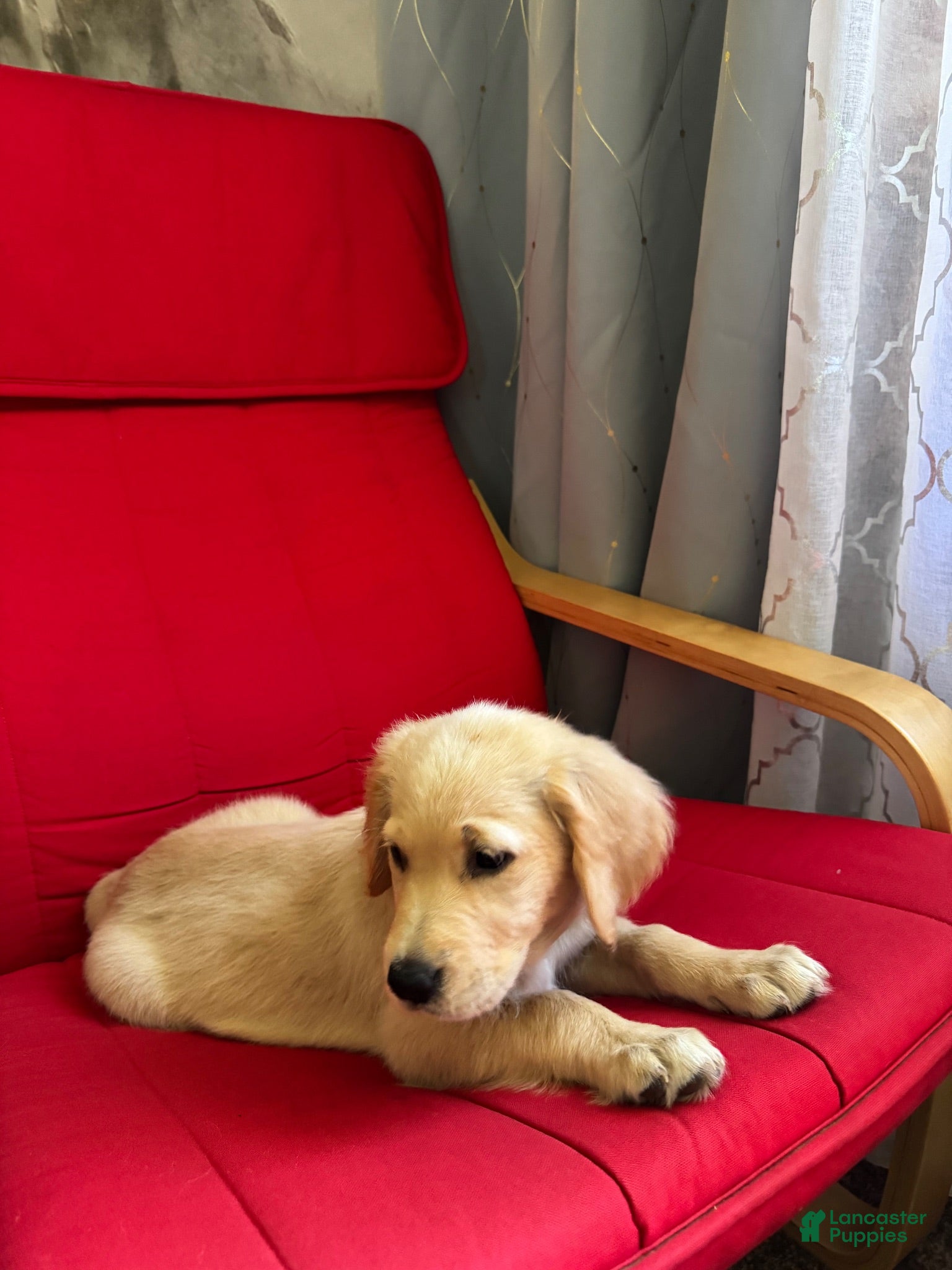Golden Retriever dogs Golden Retriever 8 - Ad 1