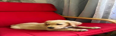 Golden Retriever 8