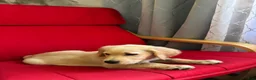 Golden Retriever dogs for sale: Golden Retriever 8 - Ad 1