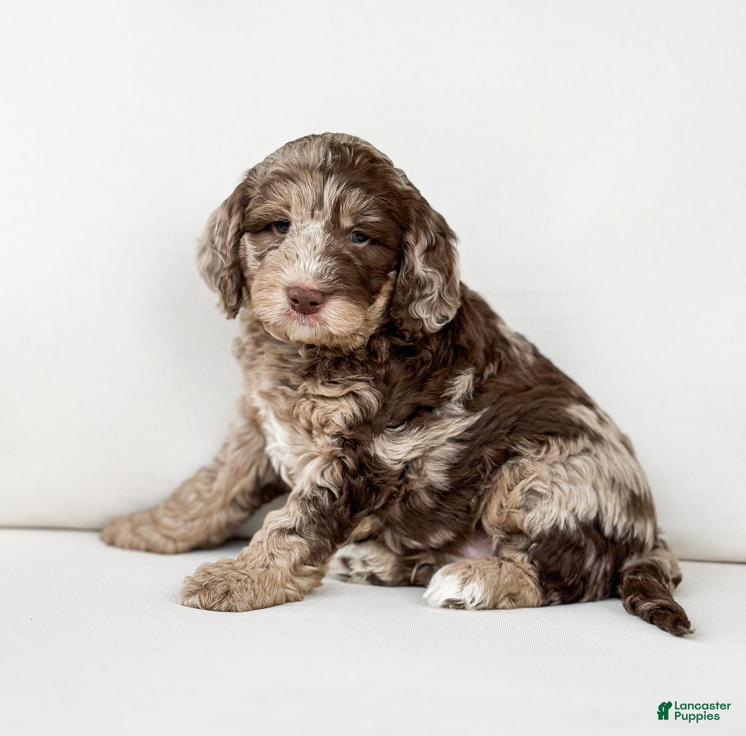 Mini Goldendoodle dogs Truffle - Ad 2