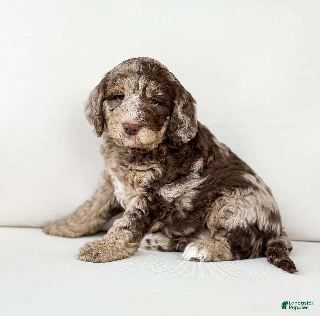 Mini Goldendoodle dogs for sale: Truffle - Ad 2