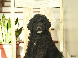 Standard Poodle dogs Ginger - Ad 25