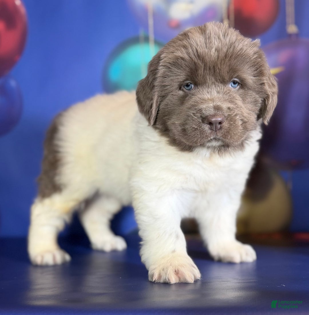 Mixed Breed dogs for sale: Storm OFA DNA  - Ad 1