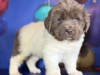 Mixed Breed dogs Storm OFA DNA - Ad 26