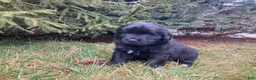 Newfoundland dogs for sale: Vivi - Ad 3