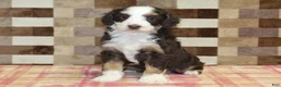 Mini Bernedoodle dogs for sale: Charlie - Ad 3