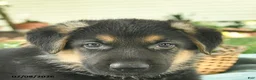 German Shepherd dogs for sale: Israel  - Ad 5