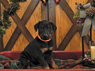 Doberman Pinscher dogs Marshall - Ad 22