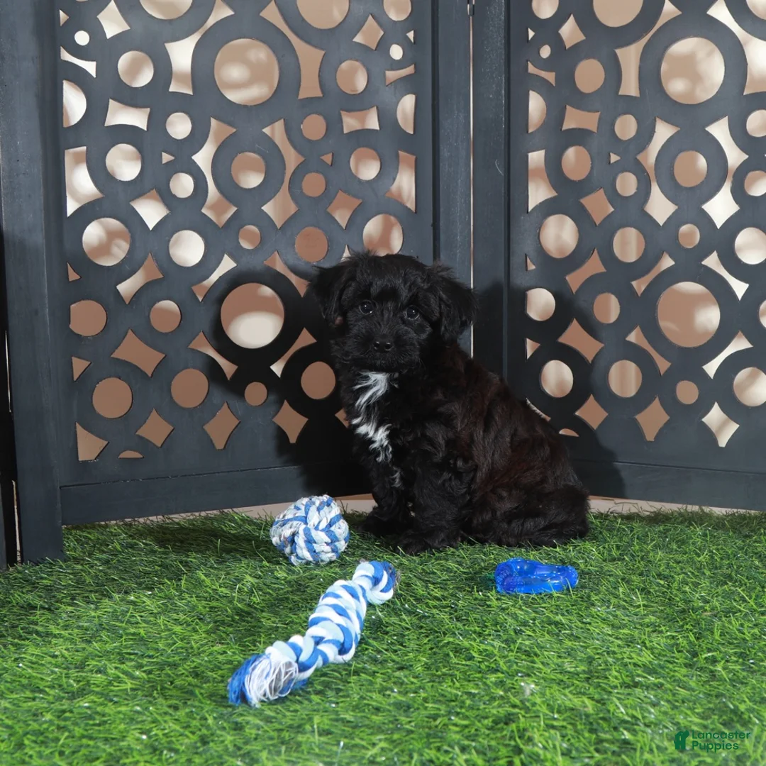 Yorkiepoo dogs for sale: Hershey Kisses Snuggly Male Yorkie-poo Puppy - Ad 4