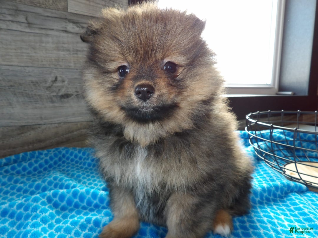 Gallery Image {{count}}