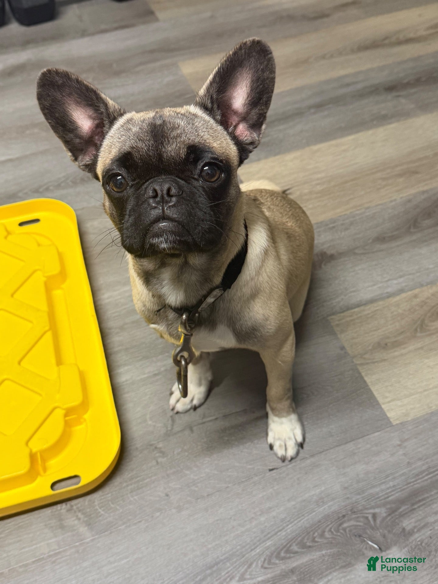 Frug dogs Frug 1 - Ad 8