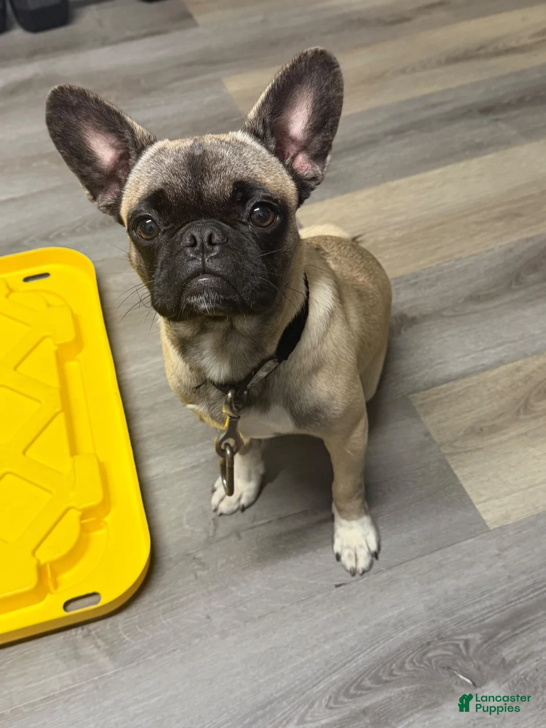 Frug dogs for sale: Frug 1 - Ad 1