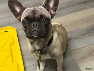 Frug dogs Frug 1 - Ad 1
