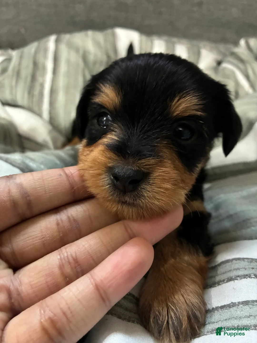 Yorkshire Terrier dogs for sale: Yorkshire Terrier Puppy 1 - Ad 2