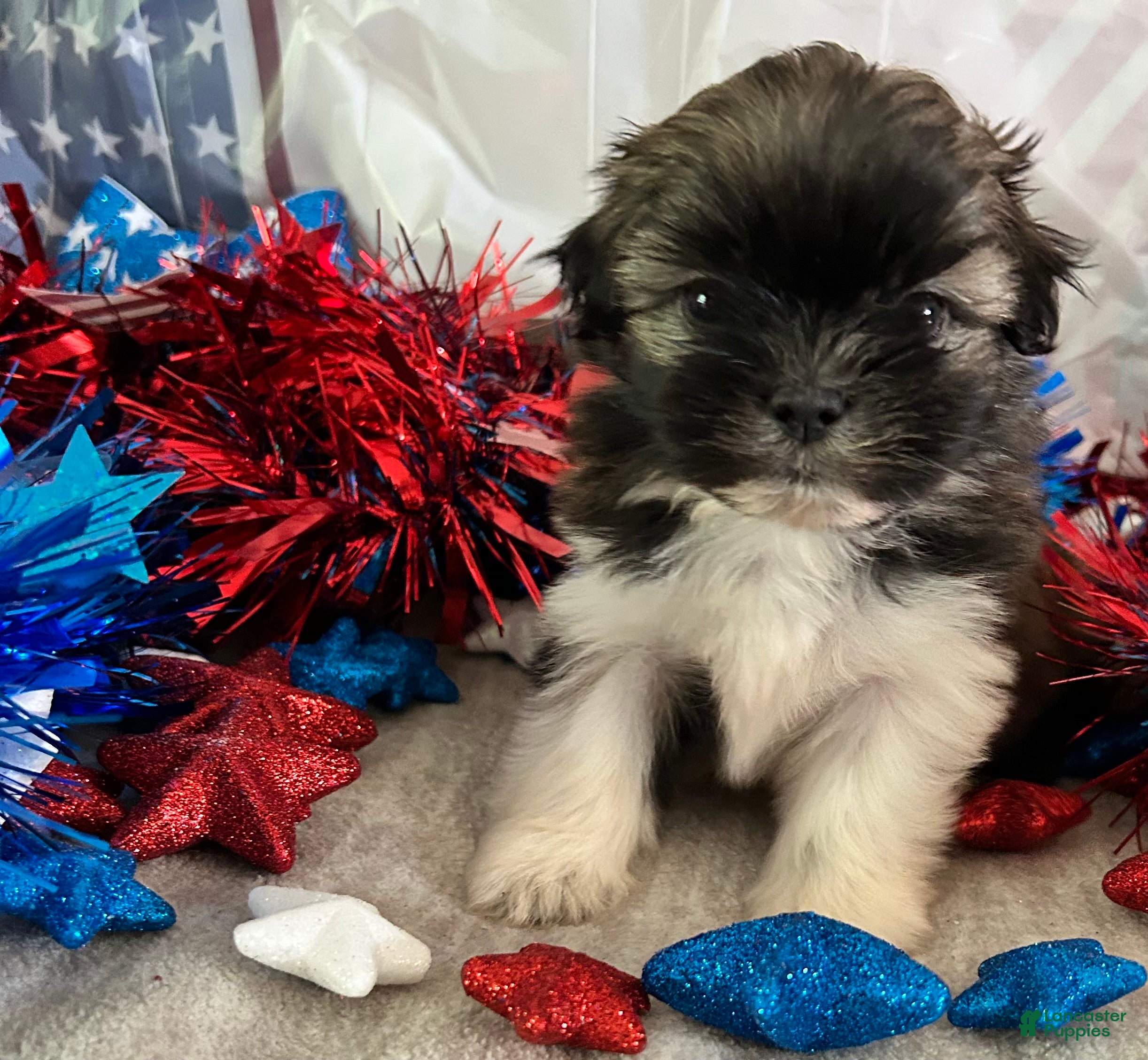 Shih Tzu dogs Abel - Ad 1