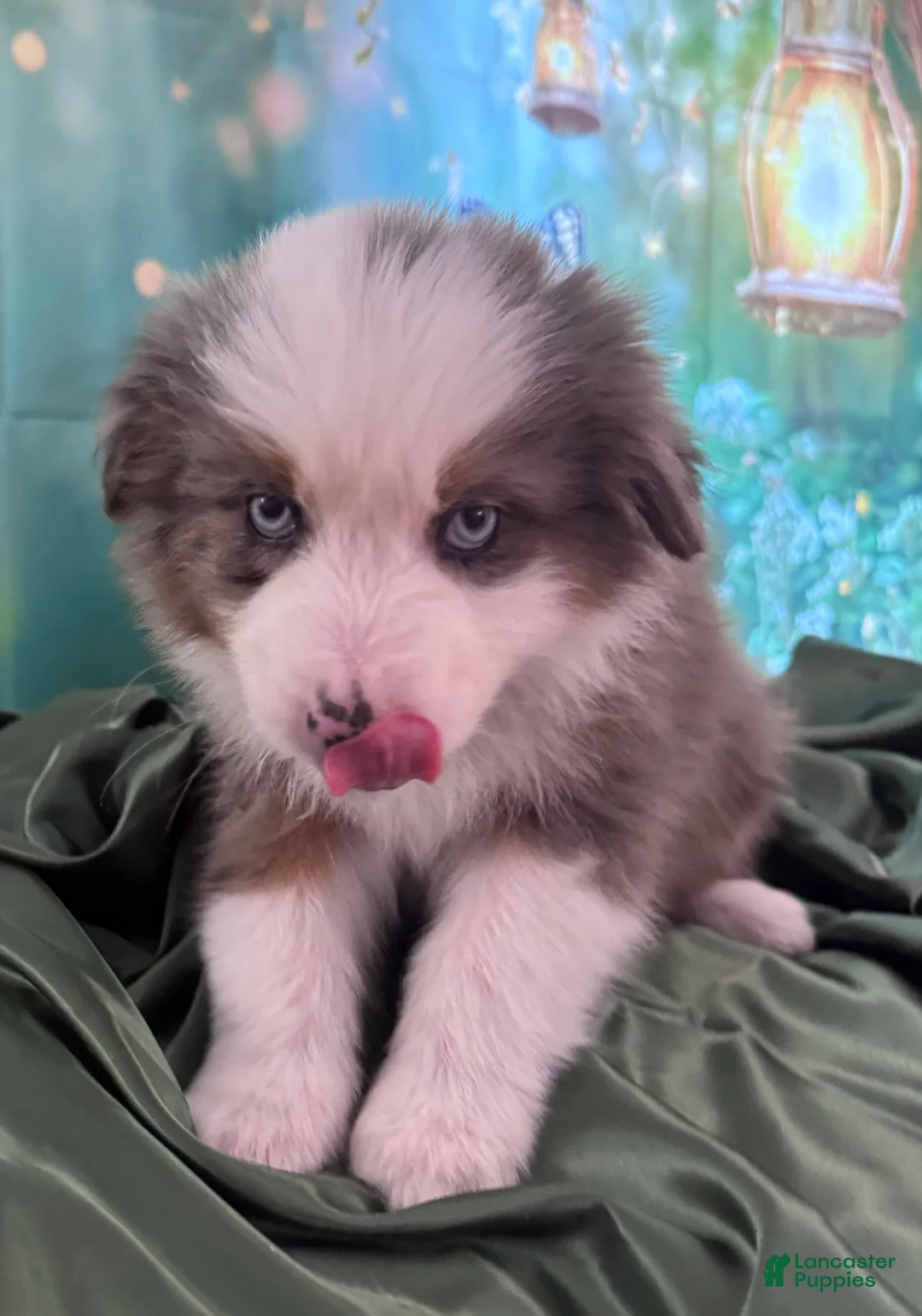 Australian Shepherd dogs for sale: Standard Australian Shepherd Puppy - Hunter Green Collar - Ad 43