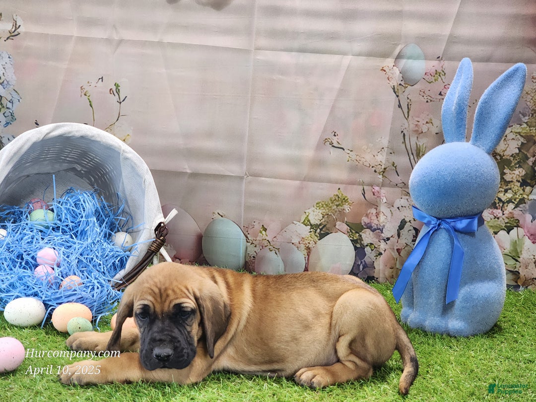 Mixed Breed dogs for sale: 2025 Bloodahoula Male 1 "Huck" - Ad 23