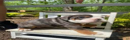 English Bulldog dogs for sale: Fiona - Ad 1