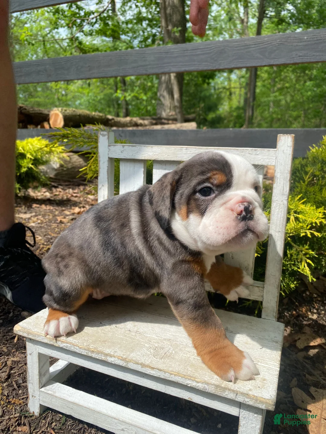 English Bulldog dogs for sale: Fiona - Ad 1