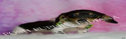 Miniature Dachshund dogs for sale: Dottie - Ad 3