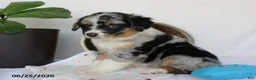 Miniature Australian Shepherd dogs for sale: Princeton - Ad 6